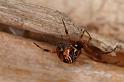 Parasteatoda_decorata_D7936_Z_88_North Stradbroke island_Australie
